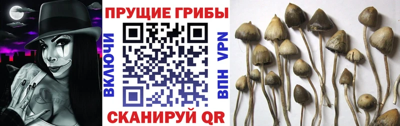 Псилоцибиновые грибы мухоморы  продажа наркотиков  Берёзовка 
